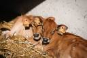 Vache(s) Jersiaise(s)